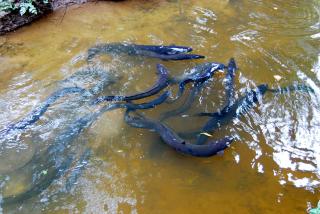 Apostles View Motel - 4