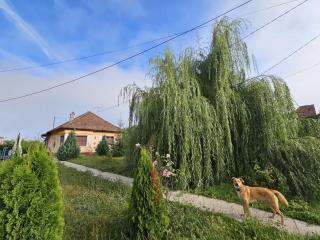 Casuta cu View - 8