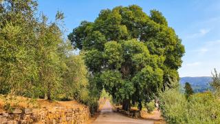 Charming House in Fiesole, near Florence with Garden - 2