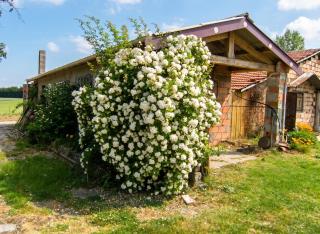 Maison familiale avec piscine partagée à Moissac, jardin - 4