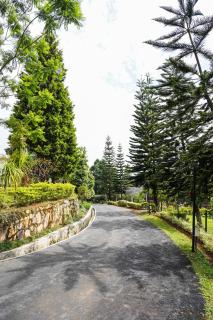 Nohsngithiang Estate - 5