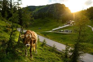 ALPEN ARNIKA Hotel & Restaurant - 8
