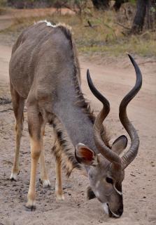 Galago Rest - 9