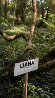 Tupa Lodge Selva y Rio - 1