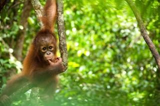 SumateraTrekingOrangutanPatrol - 6