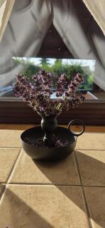 Wolf's House - 4