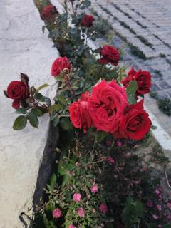 gultuk home stay - 8