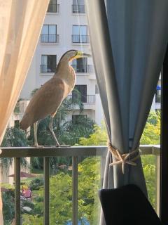 Jaco Bay Luxury Apt, 5 min to Beach, Amazing pool - 8