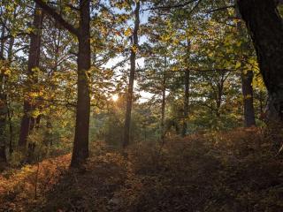 Loblolly Pines Adventure Aframe #2 - 1