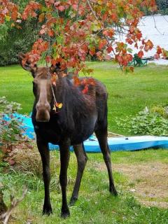 Grand Lake Cottages - 6