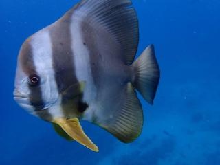 Ocean Stay & Dive - 4