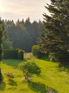 Waldblick - 1