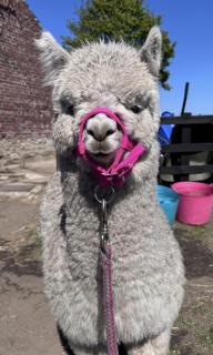 Holywell Grange Farm - 6