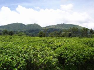 BUSH HOMESTAY&TOURs - 3