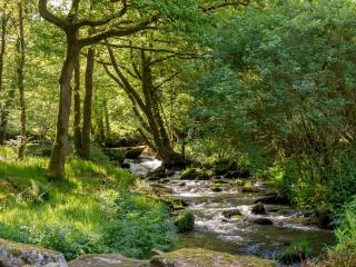Moulin Plouyaec - gîte bordé de verdure, sa rivière et son étang - 5