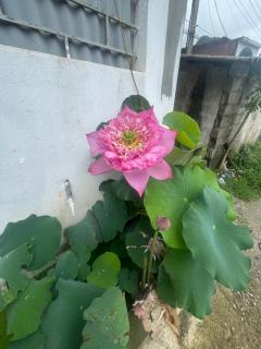 Mùa Pửi Lô lô homestay - 6
