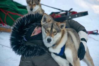 Cozy Tiny Cabin - Off-Grid Experience with Sled Dogs Year 'round in Minnesota - 4