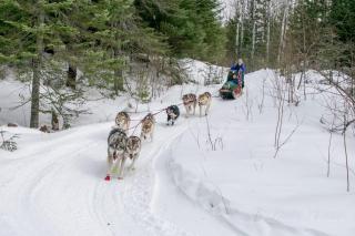 Cozy Tiny Cabin - Off-Grid Experience with Sled Dogs Year 'round in Minnesota - 2