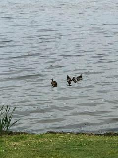 Scenic Northwoods Escape with Lake Access in Pearson, Wisconsin - 2