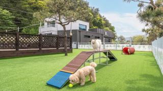 Gapyeong Dangdangi Pet Poolvilla Blue - 0