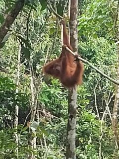 Jungle Trekking & Jungle Tour only stay here if you are and you must booking jungle trekking with us - 7