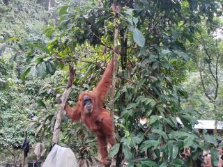 Jungle Trekking & Jungle Tour only stay here if you are and you must booking jungle trekking with us - 8