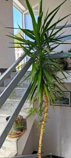 Apartment Dragica A1, Pašman - 8