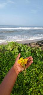 LOVE SHORE VILLA Varkala - 2