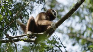Bukit Lawang Orangutan Dormitory - 2