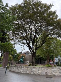Shamrock Quay - 9