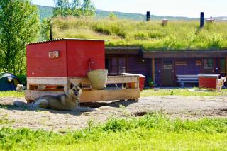 Guesthouse / Huskyfarm Innset - 1