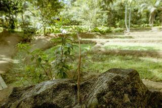 Clove Bentota - 8