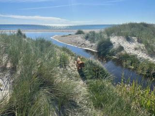 Panoramic sea view direct sandy beach Skagen South - 4