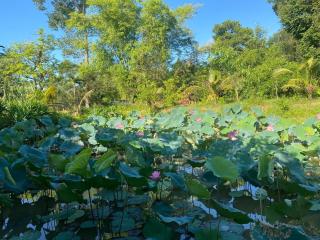 Hue's Zen Oasis - 5