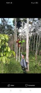 Ustin Nagoya Bukit Lawang Orangutan Trekking & transport You can only stay at the hotel if you book your trekking with us - 7