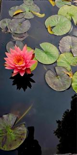 Rare Earth Farms & Homestay - 5
