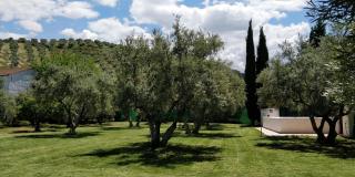 Comunidad El Olivo, 3. Olivar ecológico en Jaén - 4