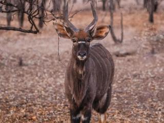 Minara Private Boutique Game Lodge - 6