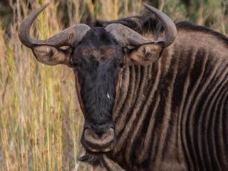Minara Private Boutique Game Lodge - 3