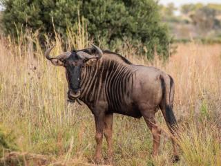 Minara Private Boutique Game Lodge - 2