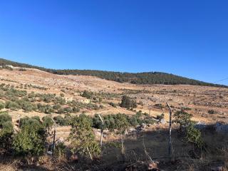 dayroz farm - 3