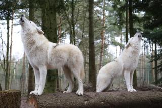 Wolfcenter Tipis - ohne Betten - inklusive Eintritt in das Wolfcenter für zwei Tage - 4