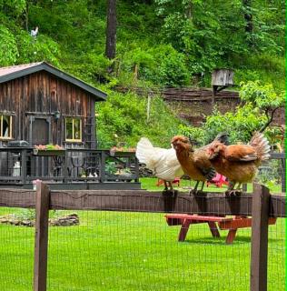 The Renovated Barn at Seneca Rocks - 9