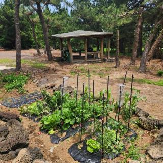 Jeju Ohu Guesthouse - 1