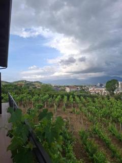 Vila Shehi Guesthouse and Winery - 2