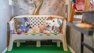 Yangyang Monti Pet Spa Pension - 6