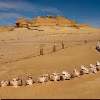 Fayoum Safari Camp - 1