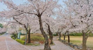 SEOUL Park Avenue - 6