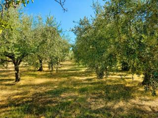 Apartman NINI - miran odmor u blizini Poreča - 2