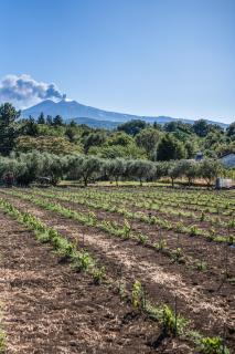 Vigna dell'Etna - 8